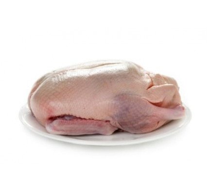 Flugente groß gefroren